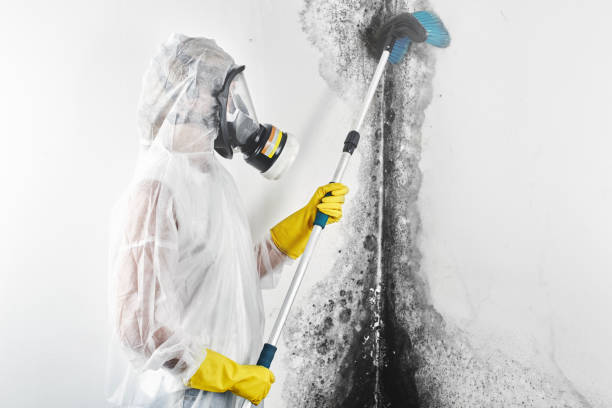 Best Basement Mold Removal  in Tye, TX